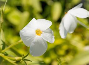 Plamenka výběžkatá 'Alba' - Phlox stolonifera 'Alba'
