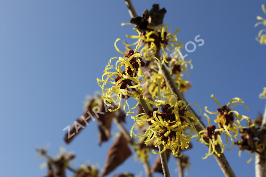 Vilín měkký - Hamamelis mollis