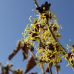 Vilín měkký - Hamamelis mollis