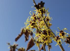 Vilín měkký - Hamamelis mollis