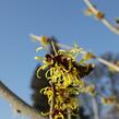 Vilín měkký - Hamamelis mollis