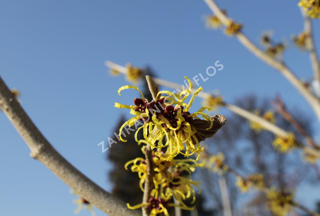 Vilín měkký - Hamamelis mollis