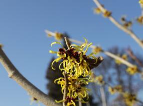 Vilín měkký - Hamamelis mollis