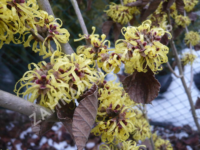 Vilín měkký - Hamamelis mollis