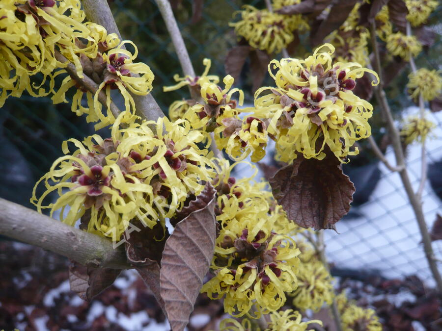 Vilín měkký - Hamamelis mollis