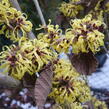 Vilín měkký - Hamamelis mollis