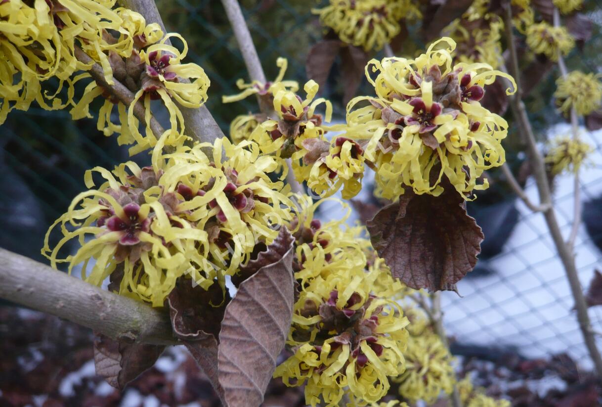 Vilín měkký - Hamamelis mollis