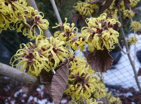 Vilín měkký - Hamamelis mollis