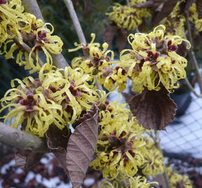 Vilín měkký - Hamamelis mollis