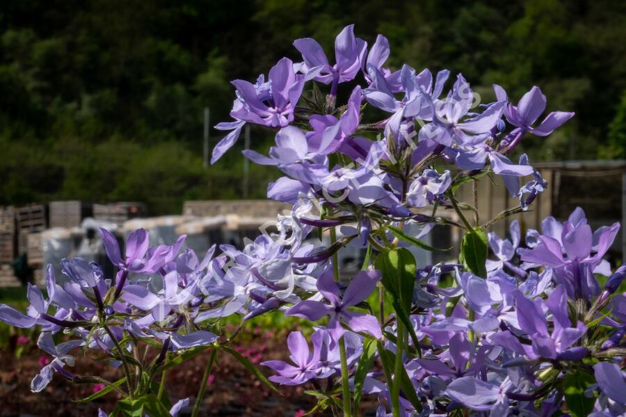 Plamenka rozkladitá 'Clouds of Perfume' - Phlox divaricata 'Clouds of Perfume'