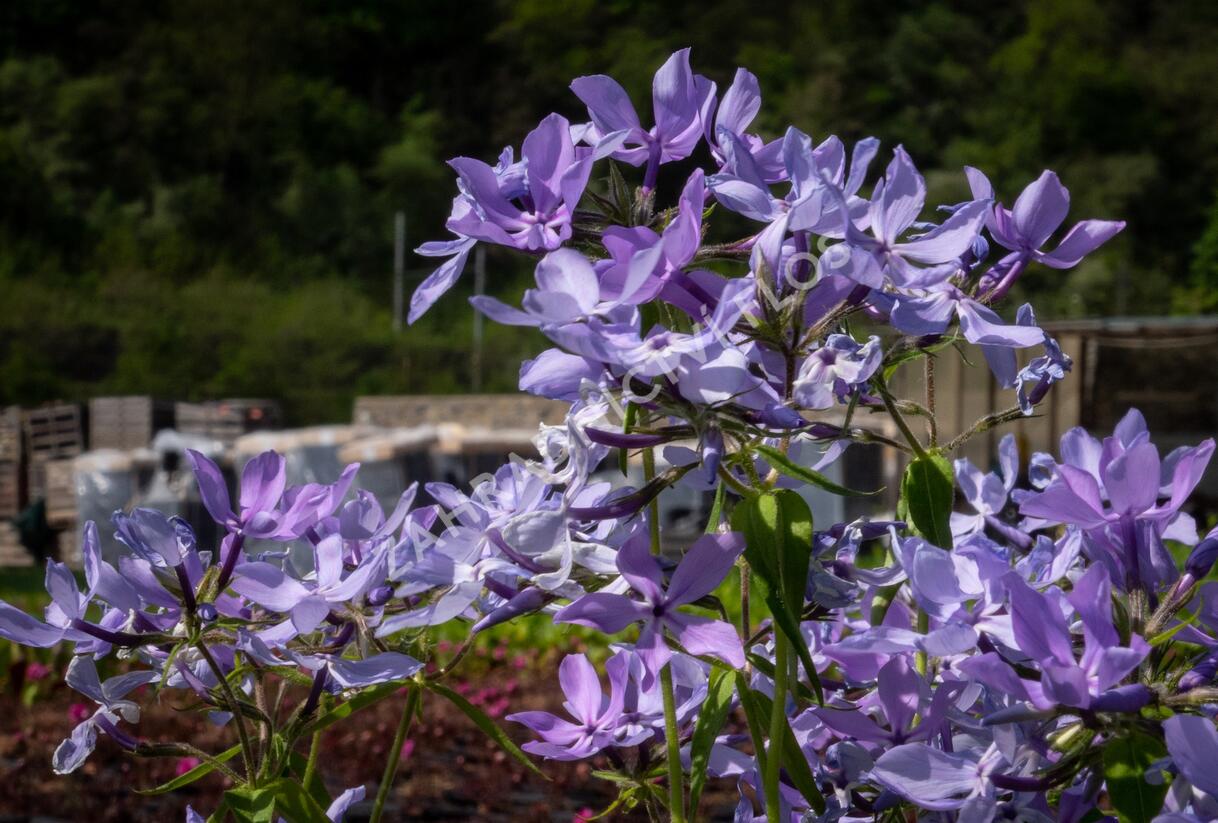 Plamenka rozkladitá 'Clouds of Perfume' - Phlox divaricata 'Clouds of Perfume'