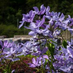 Plamenka rozkladitá 'Clouds of Perfume' - Phlox divaricata 'Clouds of Perfume'