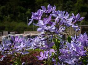 Plamenka rozkladitá 'Clouds of Perfume' - Phlox divaricata 'Clouds of Perfume'