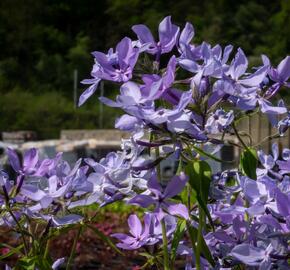 Plamenka rozkladitá 'Clouds of Perfume' - Phlox divaricata 'Clouds of Perfume'