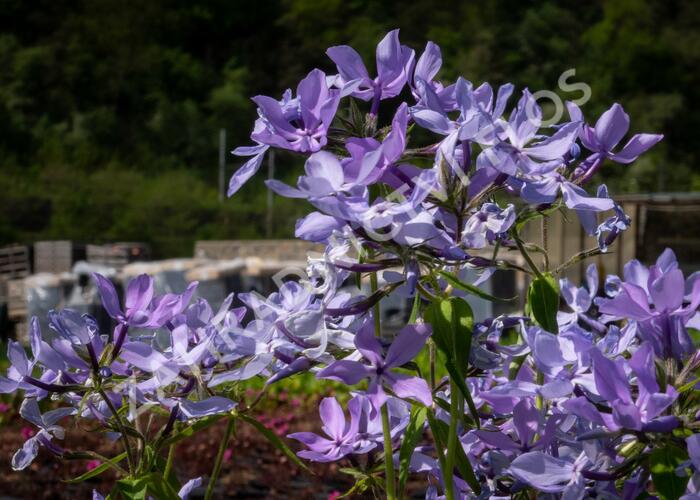 Plamenka rozkladitá 'Clouds of Perfume' - Phlox divaricata 'Clouds of Perfume'