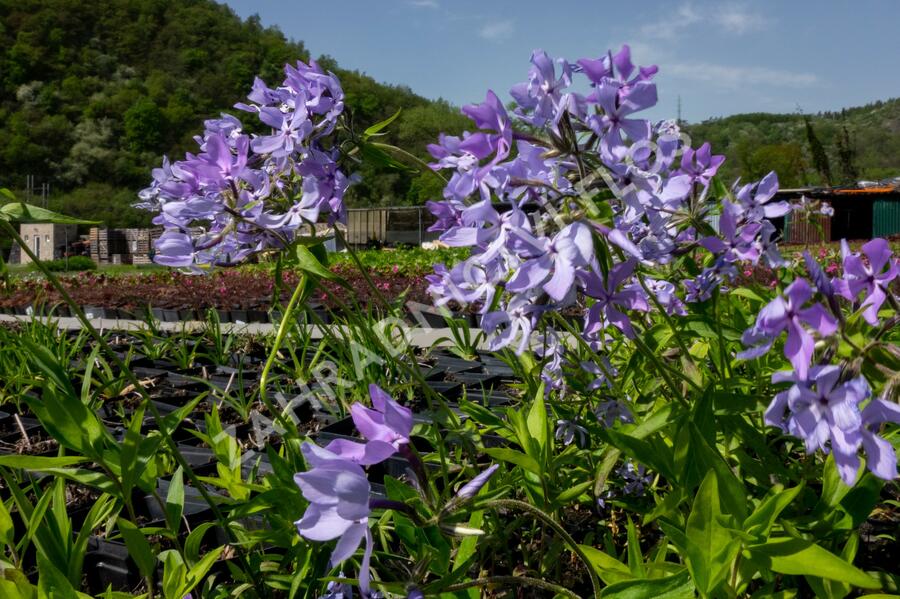 Plamenka rozkladitá 'Clouds of Perfume' - Phlox divaricata 'Clouds of Perfume'