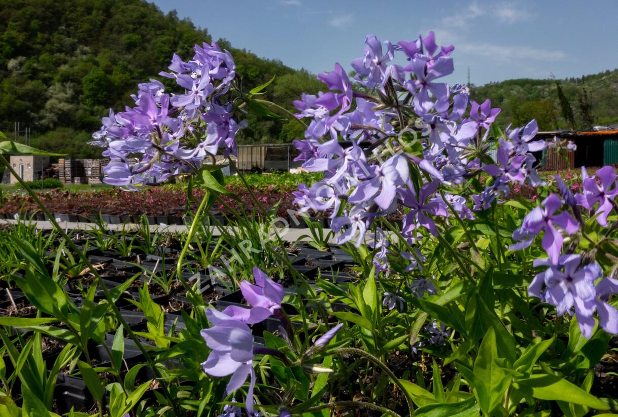 Plamenka rozkladitá 'Clouds of Perfume' - Phlox divaricata 'Clouds of Perfume'