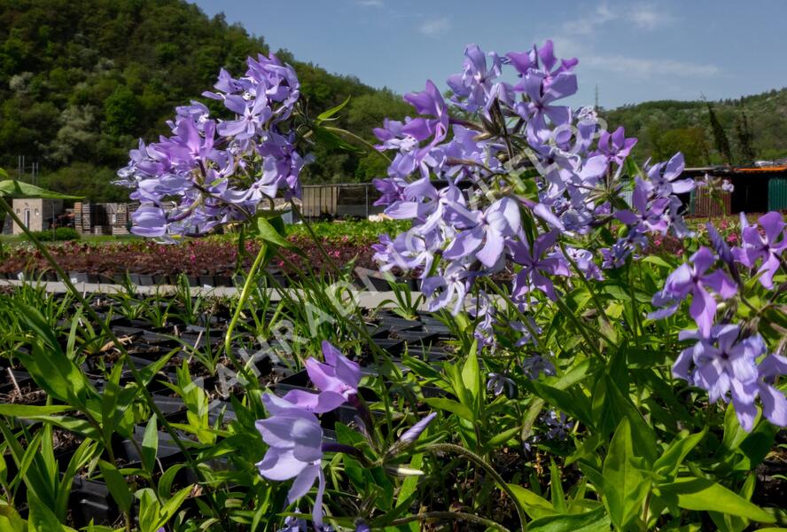 Plamenka rozkladitá 'Clouds of Perfume' - Phlox divaricata 'Clouds of Perfume'