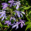 Plamenka rozkladitá 'Clouds of Perfume' - Phlox divaricata 'Clouds of Perfume'