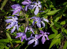 Plamenka rozkladitá 'Clouds of Perfume' - Phlox divaricata 'Clouds of Perfume'