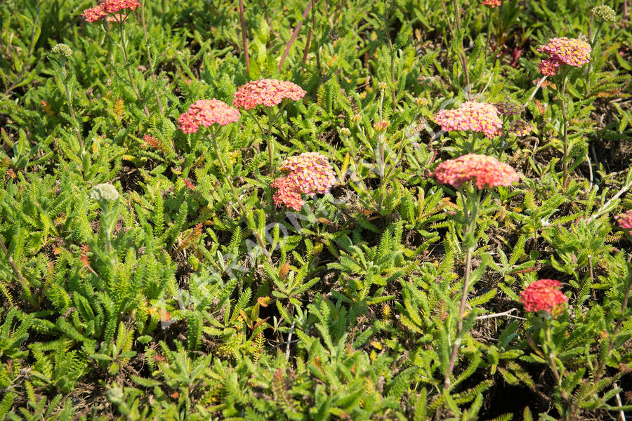 Řebříček obecný 'Desert Eve Terracotta' - Achillea millefolium 'Desert Eve Terracotta'