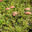 Řebříček obecný 'Desert Eve Terracotta' - Achillea millefolium 'Desert Eve Terracotta'