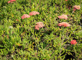 Řebříček obecný 'Desert Eve Terracotta' - Achillea millefolium 'Desert Eve Terracotta'