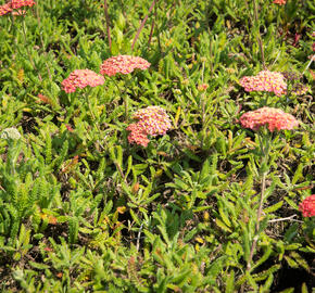 Řebříček obecný 'Desert Eve Terracotta' - Achillea millefolium 'Desert Eve Terracotta'