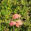 Řebříček obecný 'Desert Eve Terracotta' - Achillea millefolium 'Desert Eve Terracotta'