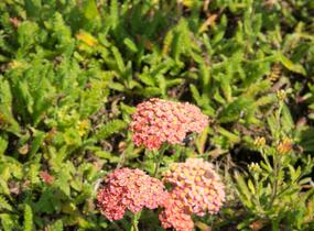Řebříček obecný 'Desert Eve Terracotta' - Achillea millefolium 'Desert Eve Terracotta'