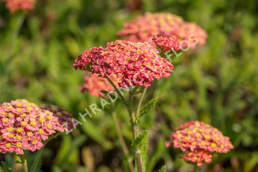 Řebříček obecný 'Desert Eve Terracotta' - Achillea millefolium 'Desert Eve Terracotta'