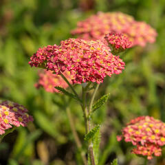 Řebříček obecný 'Desert Eve Terracotta' - Achillea millefolium 'Desert Eve Terracotta'