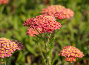 Řebříček obecný 'Desert Eve Terracotta' - Achillea millefolium 'Desert Eve Terracotta'