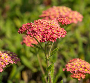 Řebříček obecný 'Desert Eve Terracotta' - Achillea millefolium 'Desert Eve Terracotta'