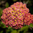 Řebříček obecný 'Desert Eve Terracotta' - Achillea millefolium 'Desert Eve Terracotta'