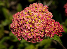 Řebříček obecný 'Desert Eve Terracotta' - Achillea millefolium 'Desert Eve Terracotta'