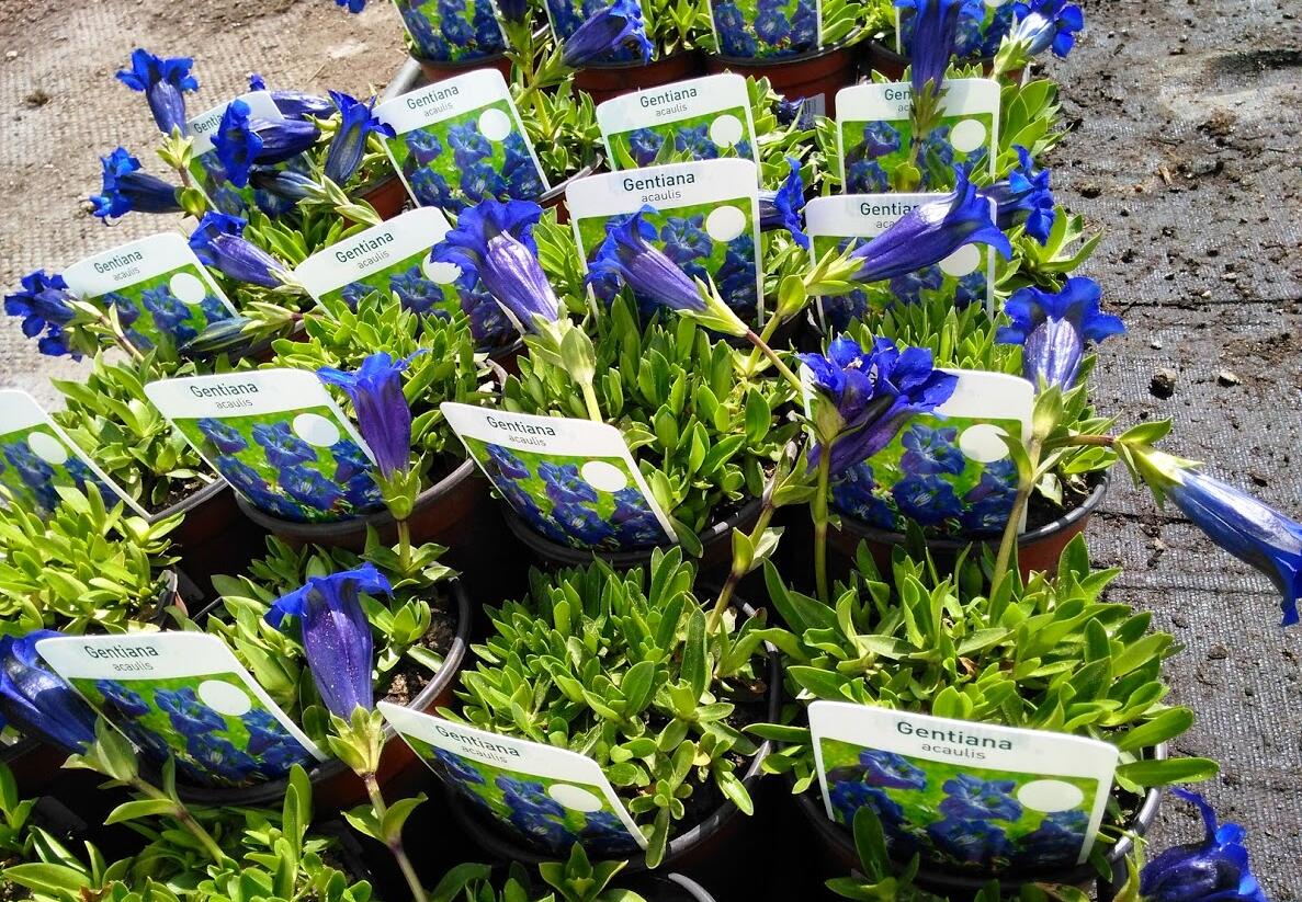 Hořec bezlodyžný - Gentiana acaulis
