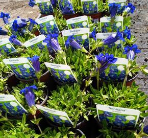 Hořec bezlodyžný - Gentiana acaulis