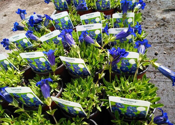 Hořec bezlodyžný - Gentiana acaulis