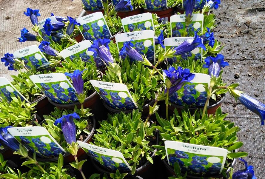 Hořec bezlodyžný - Gentiana acaulis