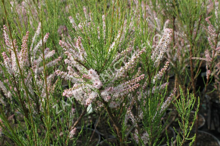 Tamaryšek kaspický - Tamarix ramosissima