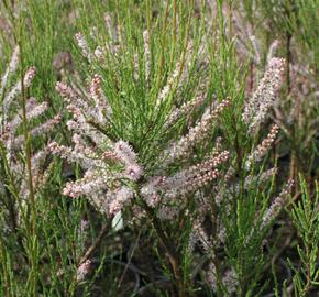 Tamaryšek kaspický - Tamarix ramosissima