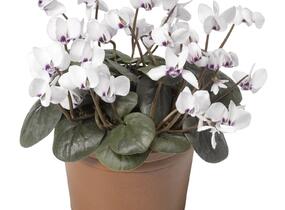 Brambořík 'Cyberia White' - Cyclamen coum 'Cyberia White'