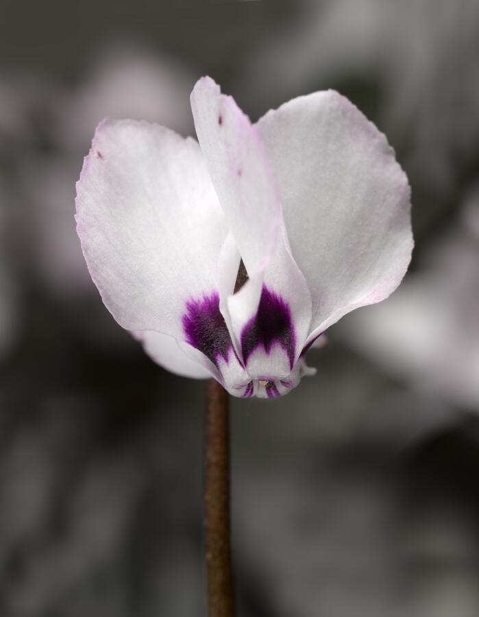 Brambořík 'Cyberia White' - Cyclamen coum 'Cyberia White'