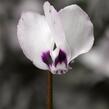 Brambořík 'Cyberia White' - Cyclamen coum 'Cyberia White'