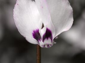 Brambořík 'Cyberia White' - Cyclamen coum 'Cyberia White'