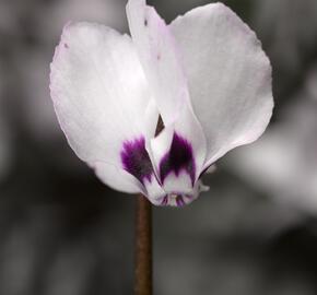 Brambořík 'Cyberia White' - Cyclamen coum 'Cyberia White'