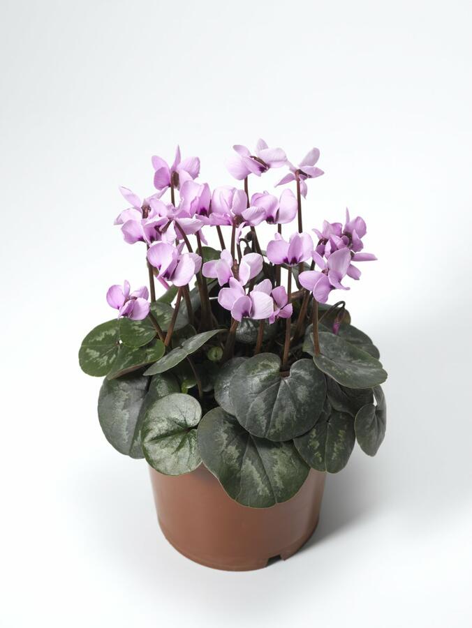 Brambořík 'Cyberia Pink' - Cyclamen coum 'Cyberia Pink'