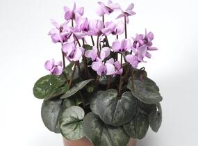 Brambořík 'Cyberia Pink' - Cyclamen coum 'Cyberia Pink'