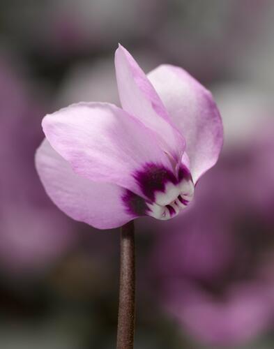 Brambořík 'Cyberia Pink' - Cyclamen coum 'Cyberia Pink'